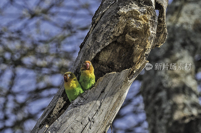 菲舍尔的爱鸟(Agapornis fischeri)是一种小型鹦鹉。坦桑尼亚恩杜图湖保护区